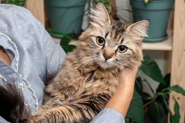 写真 飼い主の腕に抱かれた子猫ふわふわぶち猫を抱いた女の子