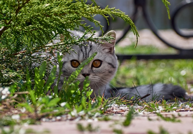 Фото Котенок в кустах.