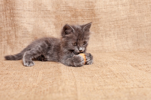 Kitten is played with a nut unusual toys for the cat Funny kitten