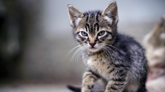 a kitten is shown with a white whiskers