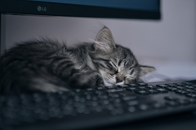 kitten is sleeping next to the computer the cat does not let his master programmer work lazy student or how to learn to program in a dream