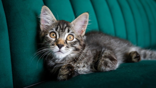 Il gattino è un gattino grigio molto bello