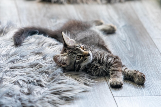 子猫はとても美しい灰色の子猫です