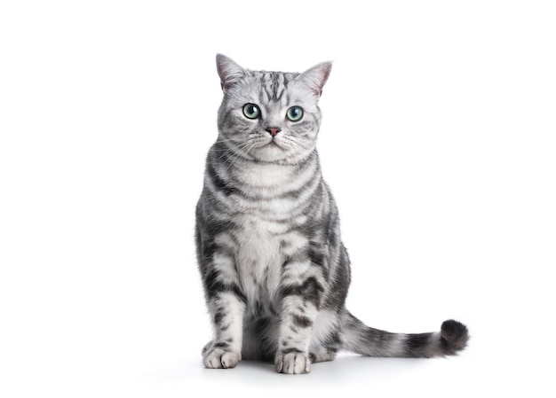 Kitten isolated on white British shorthair silver tabby cat breed purebred