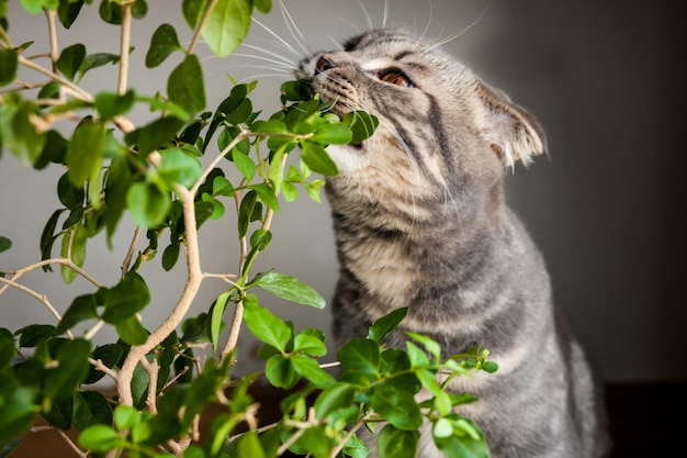 Kitten kat Schotse rechte lopeared pluizig dier