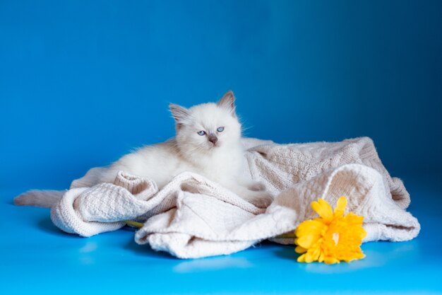 Kitten in a knitted blanket on a purple background