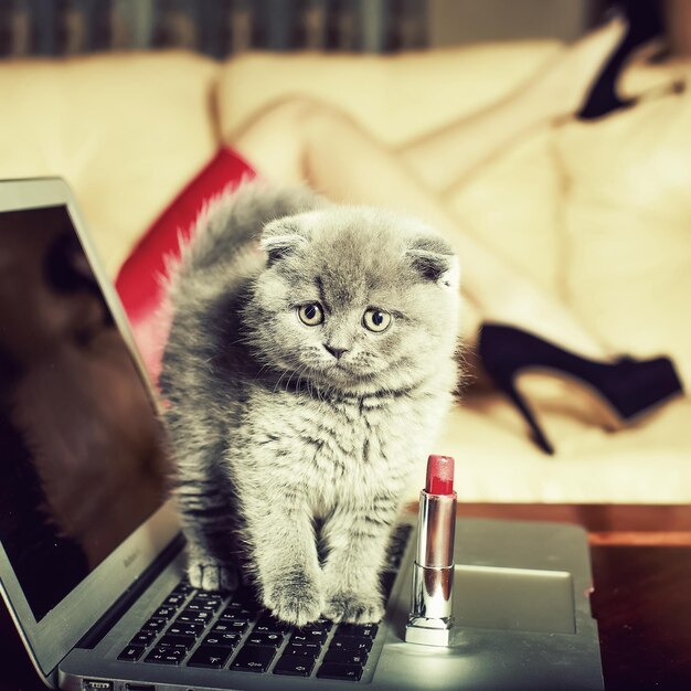 Foto gattino su laptop con rossetto