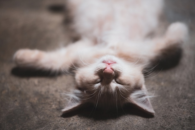 Kitten laying on the floor