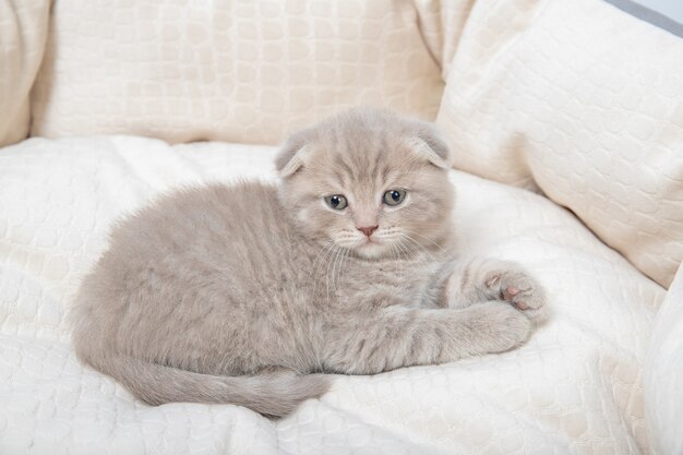 子猫は猫用のベッドに横たわっています。