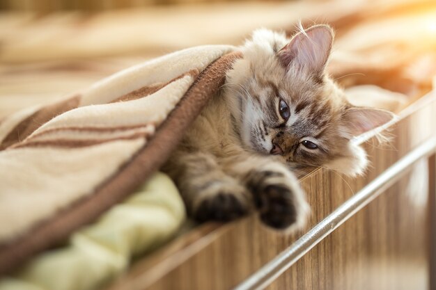 The kitten lies on the bed at home.