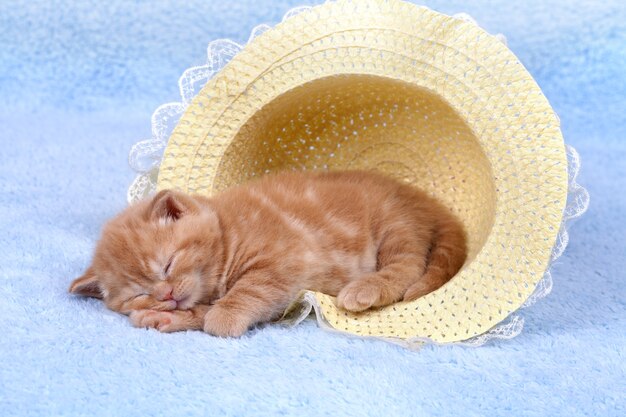 Kitten lies in a straw hat