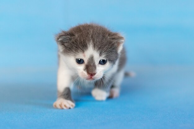 Котенок на голубом фоне. Маленькая кошка с взглядом хищника