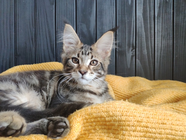 kitten ligt op een gele trui tegen een zwarte muur