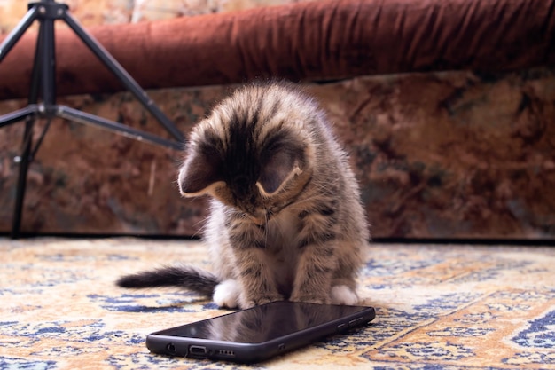 Kitten looks at mobile phone close up