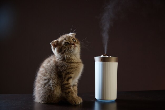 kitten looks at the steam from the humidifier on the table