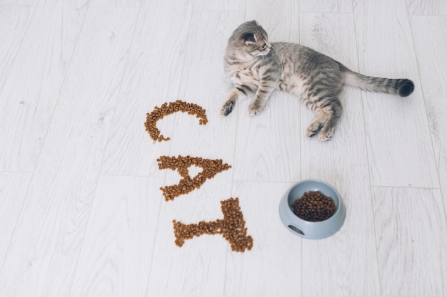 Kitten lying at food