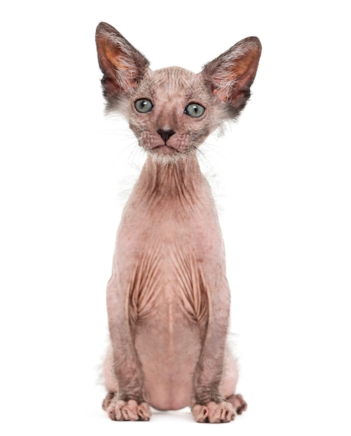 Kitten Lykoi cat also called the Werewolf cat