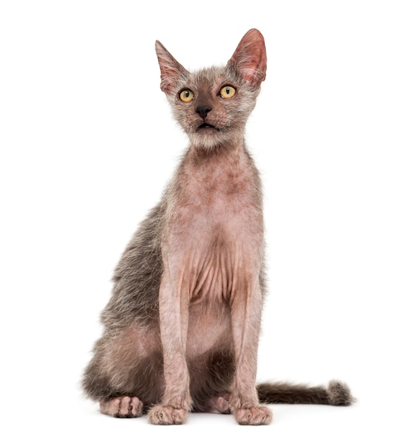 Kitten Lykoi cat, also called the Werewolf cat