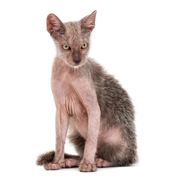 새끼 고양이 Lykoi 고양이, 늑대 인간 고양이라고도 함