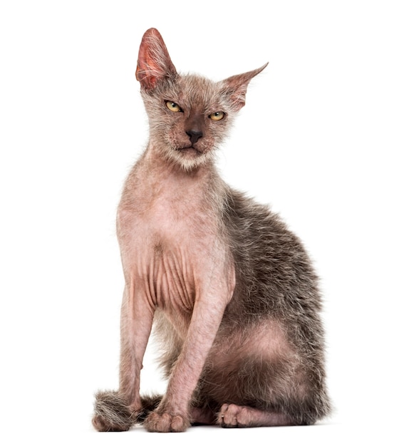 새끼 고양이 Lykoi 고양이, 늑대 인간 고양이라고도 함