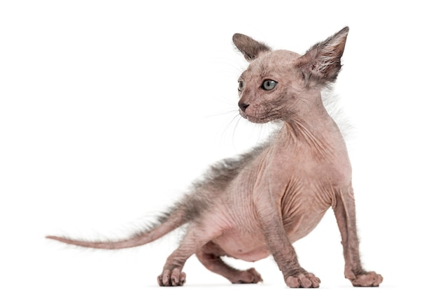 Kitten Lykoi-kat, ook wel de weerwolfkat genoemd