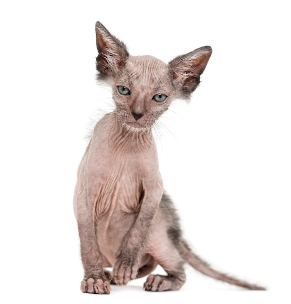 Kitten Lykoi-kat, ook wel de weerwolfkat genoemd