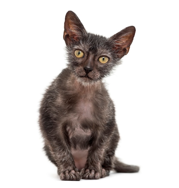 Kitten Lykoi-kat, ook wel de weerwolfkat genoemd