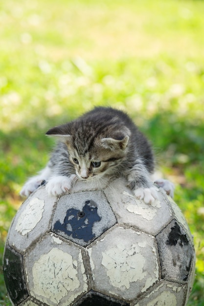 Kitten met een voetbal