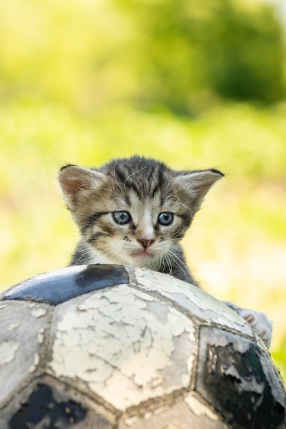 Kitten met een voetbal