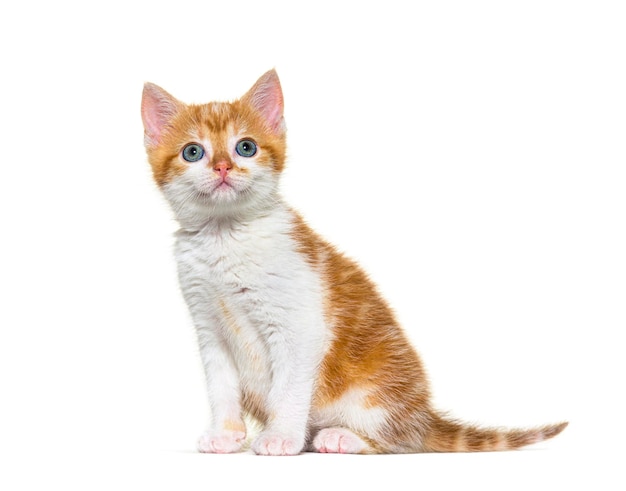 Kitten Mixedbreed cat ginger and white sitting and looking up Isolated on white