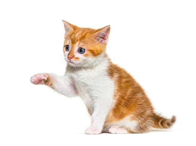 Kitten Mixedbreed cat ginger and white sitting and pawing Isolated on white