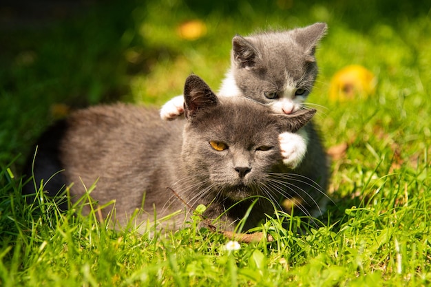 Kitten moeder kat kussen. Kat knuffelt kitten en drukt zijn gezicht tegen het kitten. Kat houdt het babykatje stevig vast. De kat is grijs, pluizig. Het kitten is klein, wit en rood. Familie van katten.