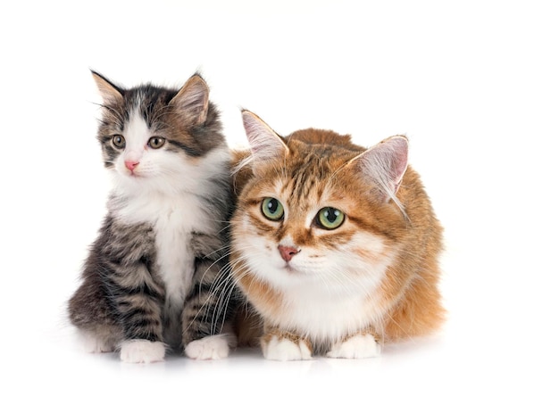 白い背景の前で子猫と母のクリリアン・ボブテイル