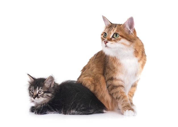 kitten and mother Kurilian Bobtail in front of white background