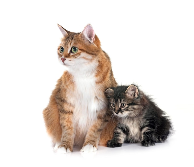 白い背景の前で子猫と母のクリリアン・ボブテイル