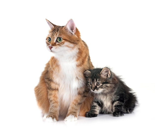 kitten and mother Kurilian Bobtail in front of white background