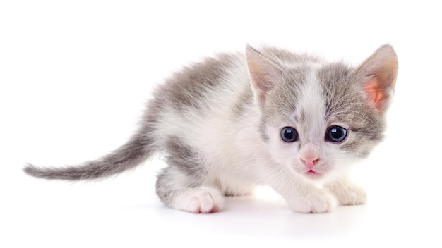 写真 白い背景の上の子猫