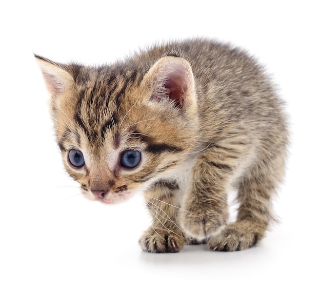 写真 白い背景の上の子猫