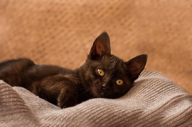 Kitten ontspannen op zachte grijze gebreide achtergrond