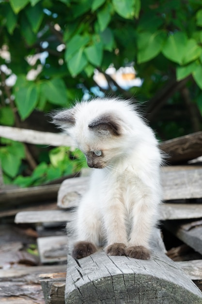 Kitten op het bord