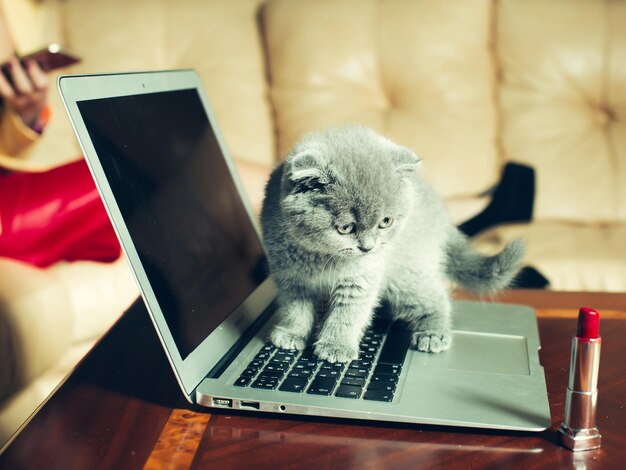 Kitten op laptop met lippenstift