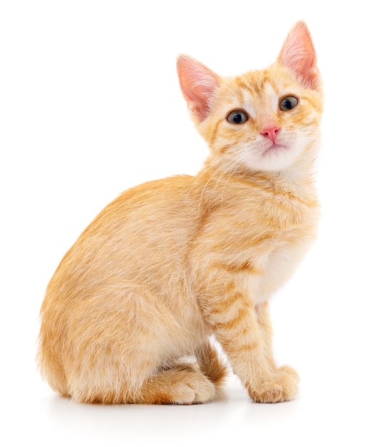 Kitten op witte achtergrond