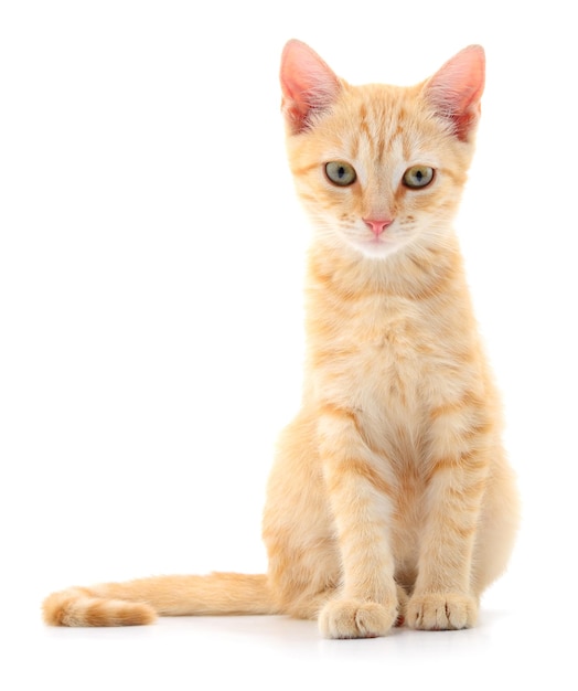 Kitten op witte achtergrond