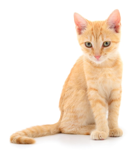 Kitten op witte achtergrond