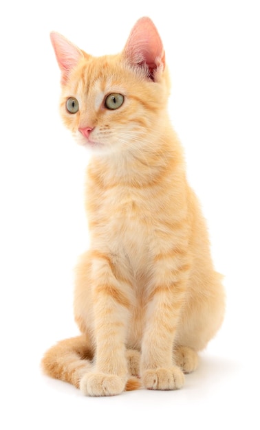 Kitten op witte achtergrond