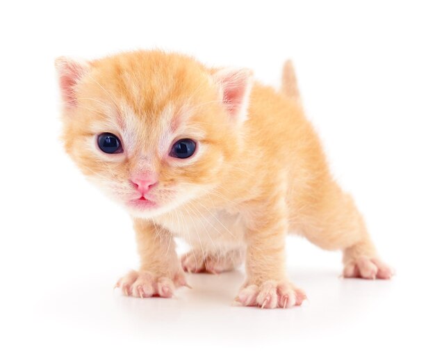Kitten op witte achtergrond