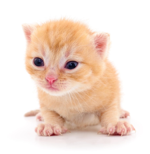 Kitten op witte achtergrond