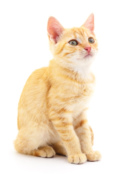 Kitten op witte achtergrond