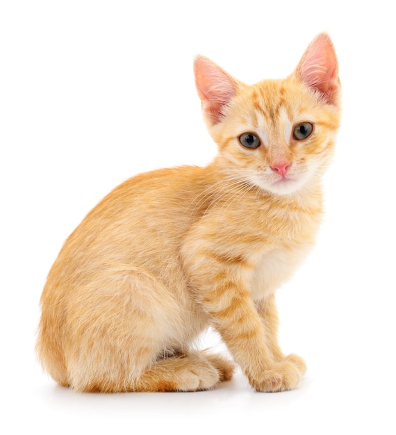 Kitten op witte achtergrond