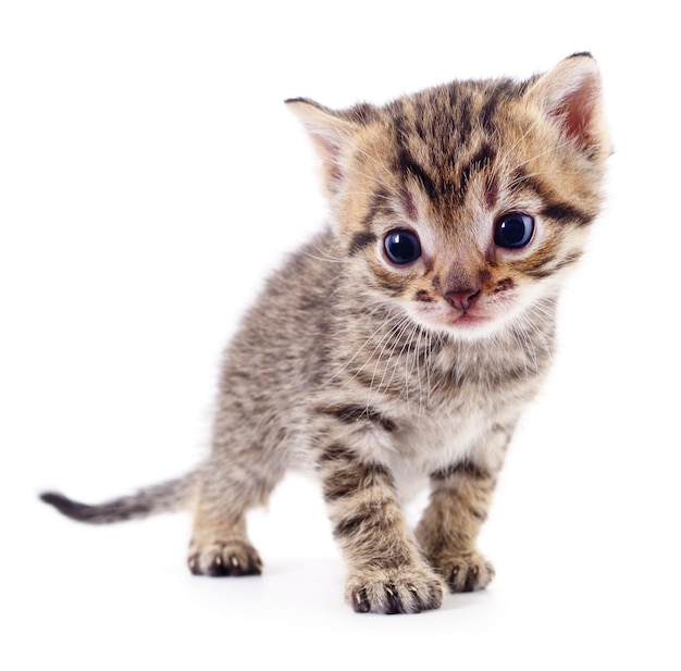 Kitten op witte achtergrond